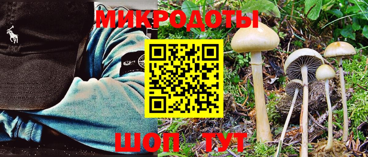 Псилоцибиновые грибы Psilocybe Бийск