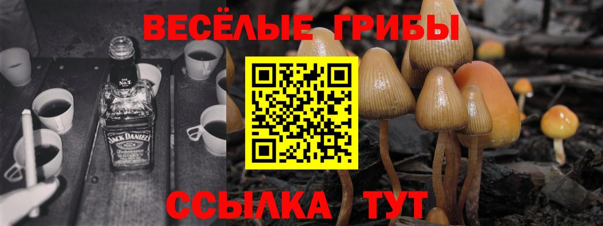 Бийск  Псилоцибиновые грибы Psilocybine cubensis  Вход с VPN  Псилоцибиновые грибы Psilocybe 